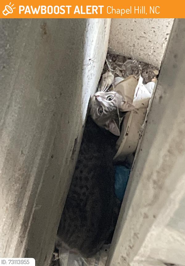 Found/Stray Unknown Cat last seen Inside Dogwood Deck at UNC hosp, Chapel Hill, NC 27599