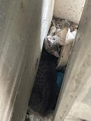 Found/Stray Unknown Cat last seen Inside Dogwood Deck at UNC hosp, Chapel Hill, NC 27599