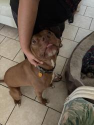Reunited Male Dog last seen belen dr, Deltona, FL 32738