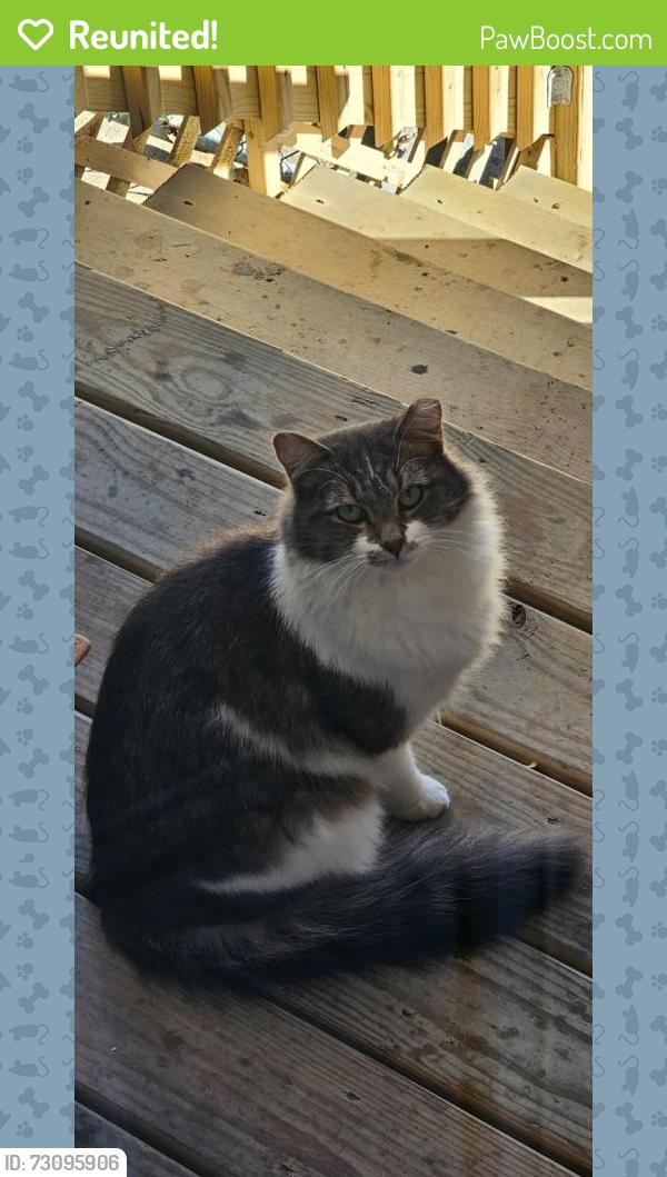 Reunited Male Cat last seen Touhy av. &  Bell ave., Chicago, IL 60645