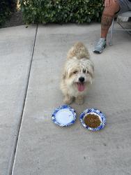 Found/Stray Male Dog last seen Rio Rojo, Albuquerque, NM 87121