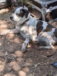 Found/Stray Male Dog last seen Near please rd, Roseville, CA 95747