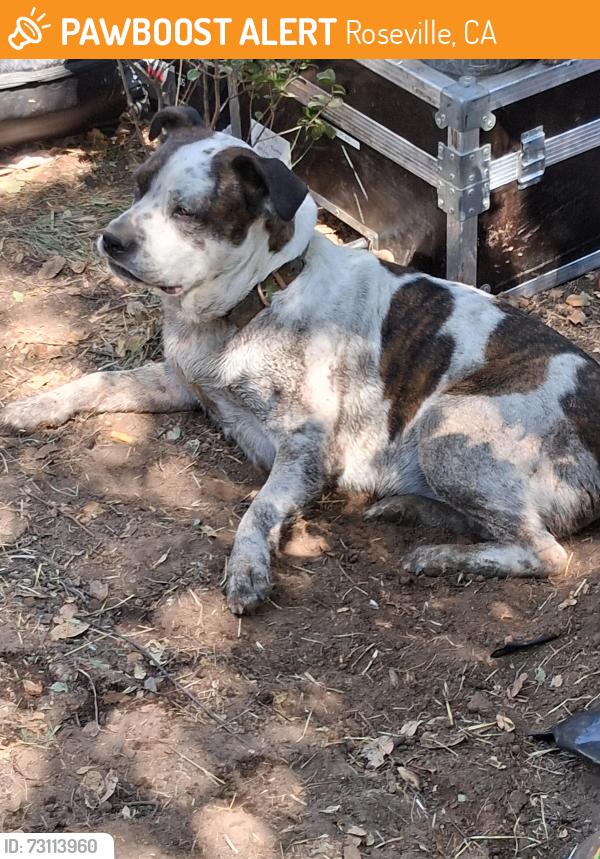 Found/Stray Male Dog last seen Near please rd, Roseville, CA 95747