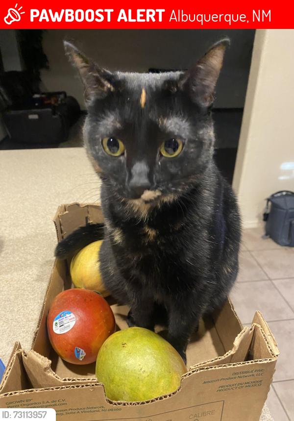 Lost Female Cat last seen Sierra Sunset Park, Albuquerque, NM 87121