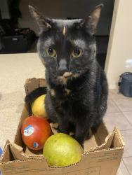 Lost Female Cat last seen Sierra Sunset Park, Albuquerque, NM 87121