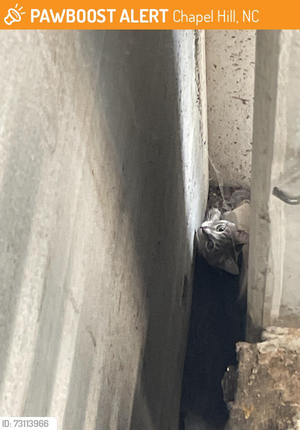 Found/Stray Unknown Cat last seen Dogwood Parking Deck (inside stairwell), Chapel Hill, NC 27599
