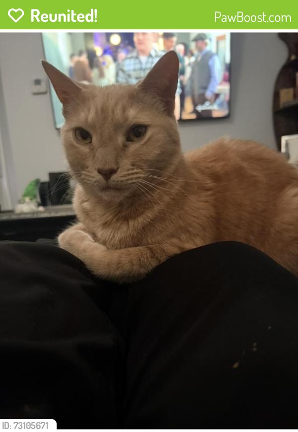 Reunited Male Cat last seen Quarry Road. In Widewater, Stafford, VA 22554