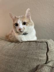 Lost Male Cat last seen By target near sky park st., Houston, TX 77082
