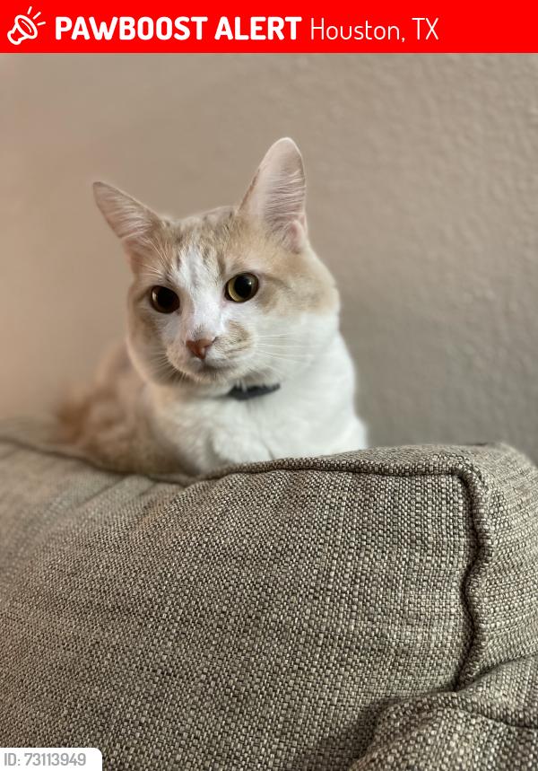 Lost Male Cat last seen By target near sky park st., Houston, TX 77082