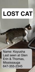 Lost Female Cat last seen St Thomas & Glen Erin, Mississauga, ON L5M 6H1
