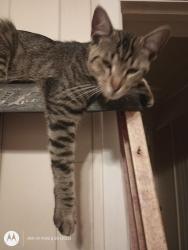 Lost Male Cat last seen Parkvue/Dexler/Berkly, Denton, TX 76207
