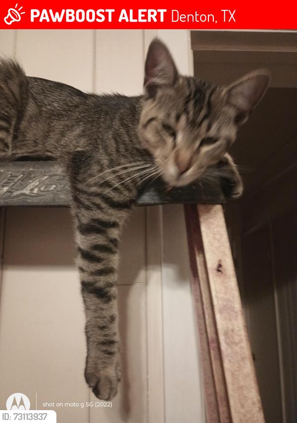 Lost Male Cat last seen Parkvue/Dexler/Berkly, Denton, TX 76207