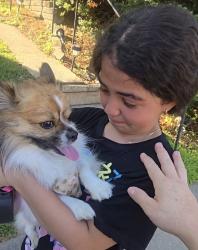 Reunited Male Dog last seen TOLMA DR, Pittsburgh, PA 15216