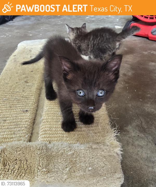 Found/Stray Female Cat last seen Off Vauthier St, Texas City, TX 77591