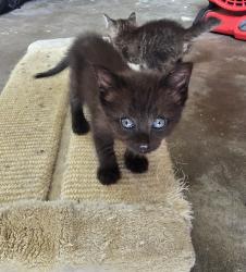 Found/Stray Female Cat last seen Off Vauthier St, Texas City, TX 77591