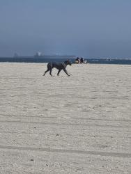 Found/Stray Unknown Dog last seen By Rosie Beach in LB, Long Beach, CA 90831