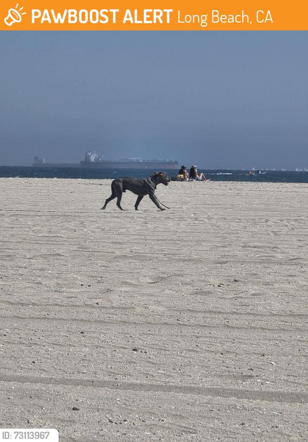 Found/Stray Unknown Dog last seen By Rosie Beach in LB, Long Beach, CA 90831