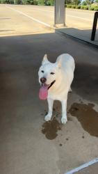 Reunited Male Dog last seen 33rd and Bryant, Edmond, OK 73013