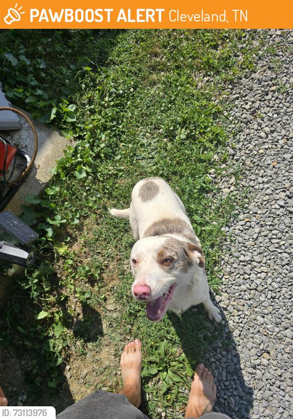 Found/Stray Male Dog last seen Red clay state park, Cleveland, TN 37311