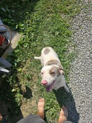 Found/Stray Male Dog last seen Red clay state park, Cleveland, TN 37311