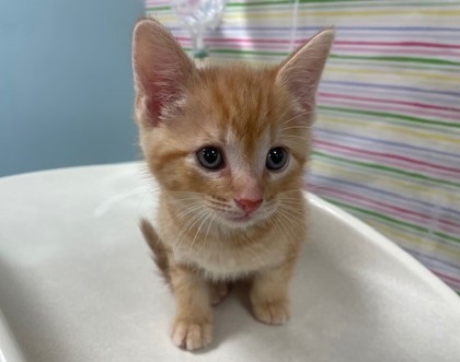 Shelter Stray Male Cat last seen FIndlay, 48140, OH, 827 Illinois Ave, Maumee, OH 43537, USA
