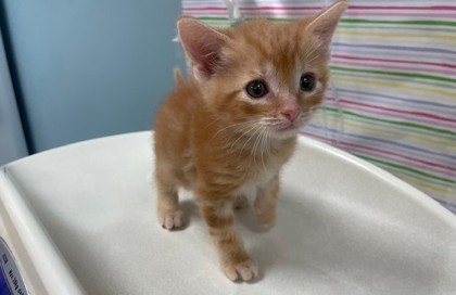 Shelter Stray Male Cat last seen FIndlay, 48140, OH, 827 Illinois Ave, Maumee, OH 43537, USA