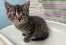 Shelter Stray Male Cat last seen FIndlay, 48140, OH, 827 Illinois Ave, Maumee, OH 43537, USA