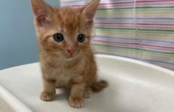 Shelter Stray Male Cat last seen FIndlay, 48140, OH, 827 Illinois Ave, Maumee, OH 43537, USA