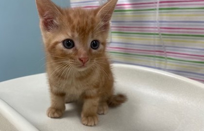 Shelter Stray Male Cat last seen FIndlay, 48140, OH, 827 Illinois Ave, Maumee, OH 43537, USA