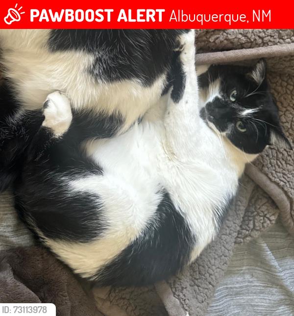Lost Male Cat last seen Tanoan, Albuquerque, NM 87111