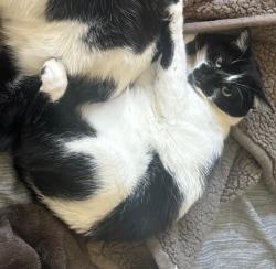 Lost Male Cat last seen Tanoan, Albuquerque, NM 87111