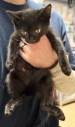 Shelter Stray Male Cat last seen Near McGill Ln, Decatur, GA 30034, 30034, GA, 3280 Chamblee Dunwoody Rd, Chamblee, GA 30341, USA
