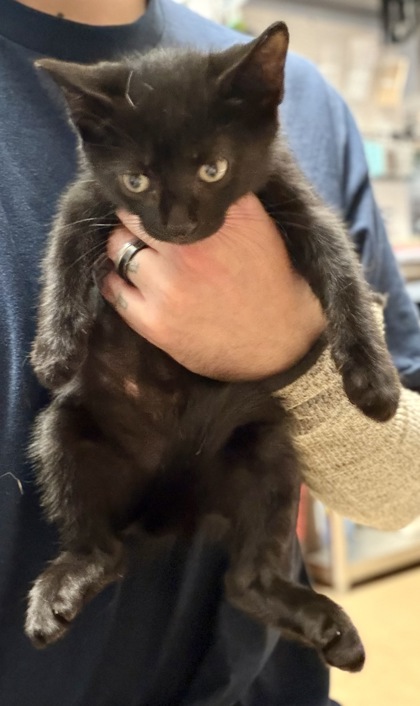 Shelter Stray Male Cat last seen Near McGill Ln, Decatur, GA 30034, 30034, GA, 3280 Chamblee Dunwoody Rd, Chamblee, GA 30341, USA