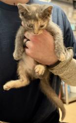 Shelter Stray Female Cat last seen Near McGill Ln, Decatur, GA 30034, 30034, GA, 3280 Chamblee Dunwoody Rd, Chamblee, GA 30341, USA