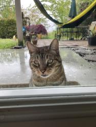 Reunited Male Cat last seen 63rd and Admiral, Alki, Seattle, WA 98116