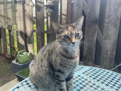 Lost Female Cat last seen Maingate townhomes /east 7th street /Arsenal, Benicia, CA 94510