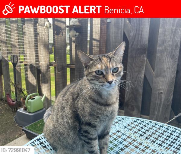 Lost Female Cat last seen Maingate townhomes /east 7th street /Arsenal, Benicia, CA 94510