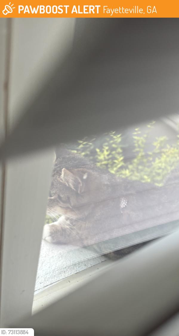Found/Stray Unknown Cat last seen Near brogdon road, Fayetteville, GA 30214