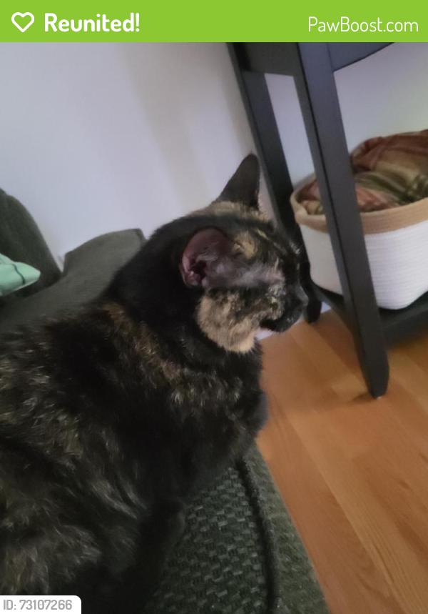 Reunited Female Cat last seen Gristmill Rd and 111A, Fremont, NH 03044