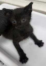 Shelter Stray Male Cat last seen , , CA, 1101 29th Ave, Oakland, CA 94601, USA