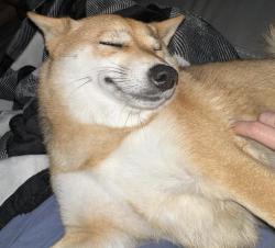 Lost Female Dog last seen Dicks sporting goods in rockwall Tx, Rockwall, TX 75032