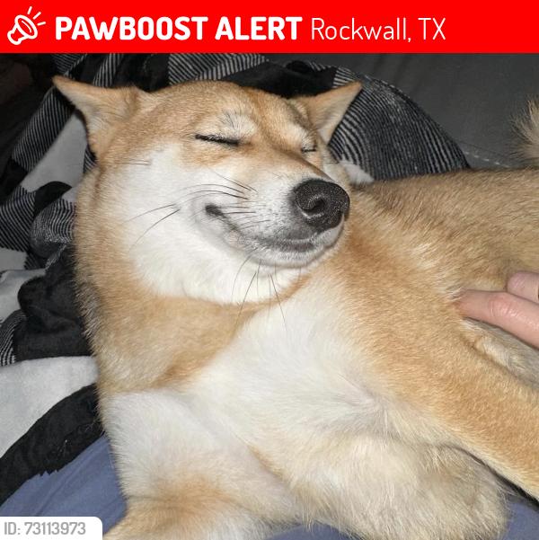Lost Female Dog last seen Dicks sporting goods in rockwall Tx, Rockwall, TX 75032