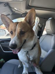 Reunited Male Dog last seen McLeod and hacienda, Paradise, NV 89120