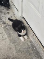 Found/Stray Male Cat last seen Off Vauthier St, Texas City, TX 77591