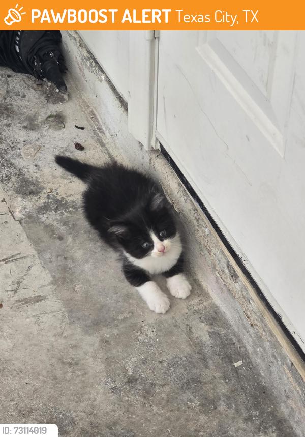 Found/Stray Male Cat last seen Off Vauthier St, Texas City, TX 77591
