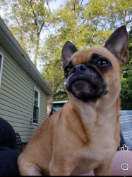 Lost Female Dog last seen Oak Grove Christian Retirement Village, De Motte, IN 46310