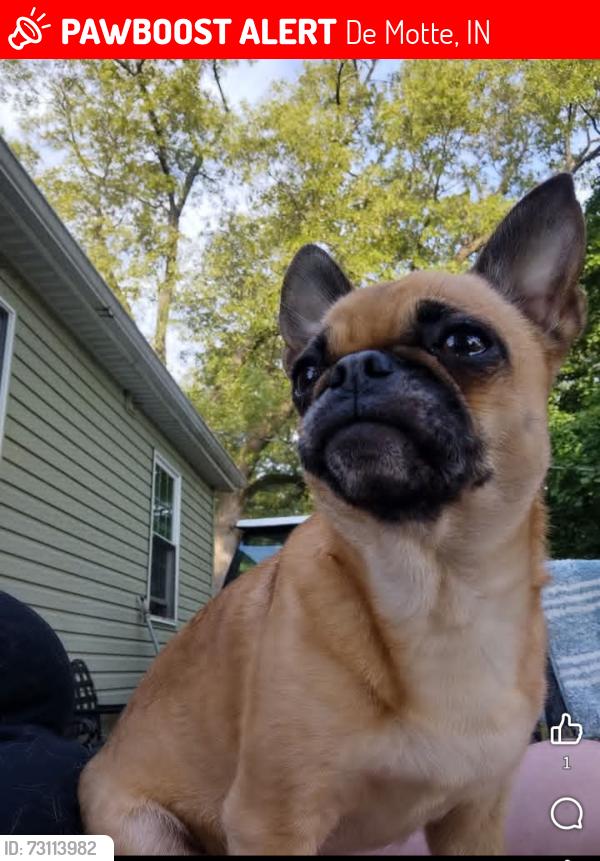 Lost Female Dog last seen Oak Grove Christian Retirement Village, De Motte, IN 46310