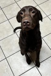 Reunited Female Dog last seen Near Washington st 77503 Pasadena tx, Pasadena, TX 77503