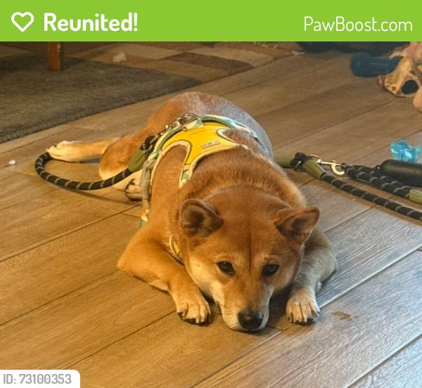 Reunited Female Dog last seen Nw 147 ter and stone manor dr. Oklahoma City, Oklahoma City, OK 73142
