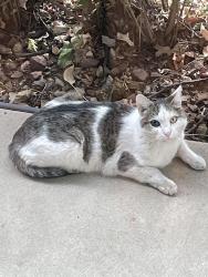 Found/Stray Unknown Cat last seen Mission Viejo, Aurora, Colorado, Aurora, CO 80013